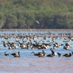 _800Jabiru Rock_Magpie Geese1213_m_3